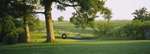 Framed Tire swing on a tree Print