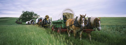 Framed Historical reenactment, Covered wagons in a field, North Dakota, USA Print