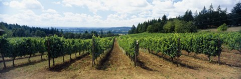 Framed Vineyard on a landscape, Adelsheim Vineyard, Newberg, Willamette Valley, Oregon, USA Print