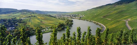 Framed Vineyards along a river, Moselle River, Mosel-Saar-Ruwer, Germany Print