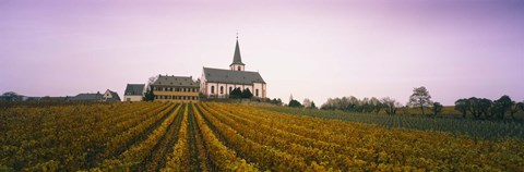 Framed Vineyard with a church in the background, Hochheim, Rheingau, Germany Print