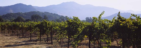 Framed Grape vines in a vineyard, Napa Valley, Napa County, California, USA Print