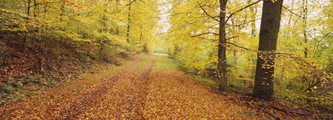 Framed Road covered with autumnal leaves passing through a forest, Baden-Wurttemberg, Germany Print
