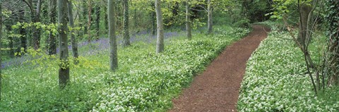 Framed Bluebells and garlic along footpath in a forest, Killerton, Exe Valley, Devon, England Print