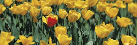 Framed Yellow tulips in a field Print