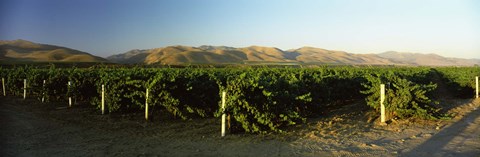 Framed Vineyard on a landscape, Santa Ynez Valley, Santa Barbara County, California, USA Print