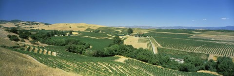 Framed Carneros District, Napa Valley, Napa County, California Print