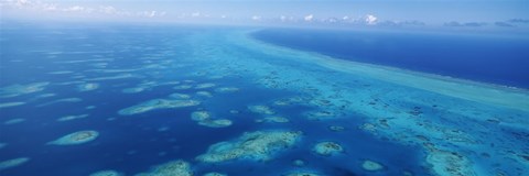 Framed Coral reef in the sea, Belize Barrier Reef, Ambergris Caye, Caribbean Sea, Belize Print