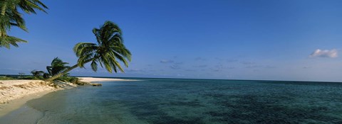 Framed Palm tree overhanging on the beach, Laughing Bird Caye, Victoria Channel, Belize Print