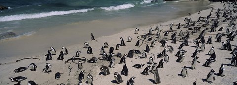 Framed Colony of Jackass penguins (Spheniscus demersus) on the beach, Boulder Beach, Simon&#39;s Town, Western Cape Province, South Africa Print