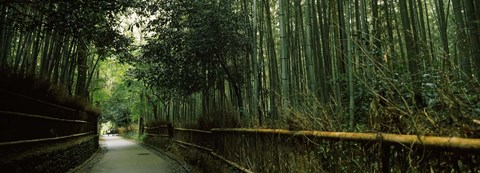 Framed Road passing through a bamboo forest, Arashiyama, Kyoto Prefecture, Kinki Region, Honshu, Japan Print