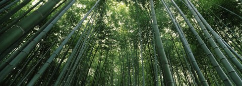 Framed Low angle view of bamboo trees, Arashiyama, Kyoto Prefecture, Kinki Region, Honshu, Japan Print