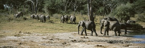 Framed African elephants (Loxodonta africana) in a forest, Hwange National Park, Matabeleland North, Zimbabwe Print