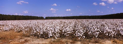 Framed Cotton crops in a field, Georgia, USA Print