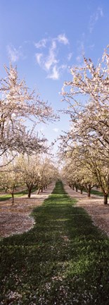 Framed Almond trees in an orchard, Central Valley, California, USA Print