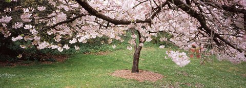 Framed Cherry Blossom tree in a park, Golden Gate Park, San Francisco, California, USA Print