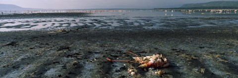 Framed Dead flamingo at the lakeside, Lake Nakuru, Great Rift Valley, Lake Nakuru National Park, Kenya Print