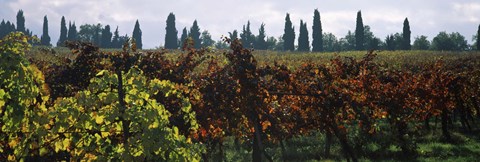 Framed Vineyards with trees in the background, Apennines, Emilia-Romagna, Italy Print