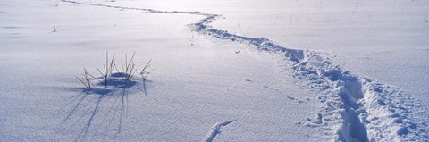 Framed Track on a snow covered landscape, Apennines, Emilia-Romagna, Italy Print