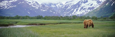 Framed Grizzly bear grazing in a field, Kukak Bay, Katmai National Park, Alaska Print