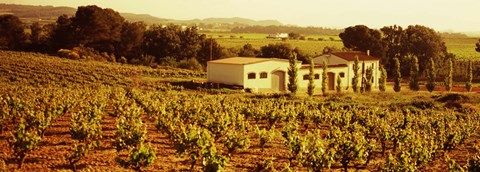 Framed Farmhouses in a vineyard, Penedes, Catalonia, Spain Print