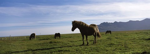 Framed Icelandic horses in a field, Svinafell, Iceland Print