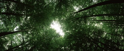 Framed View of Sky through Beech trees, Germany Print