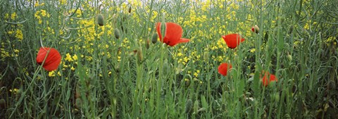 Framed Poppies blooming in oilseed rape (Brassica napus) field, Baden-Wurttemberg, Germany Print