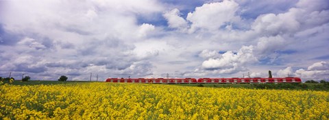 Framed Commuter train passing through oilseed rape (Brassica napus) fields, Baden-Wurttemberg, Germany Print