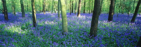 Framed Bluebells in a forest, Charfield, Gloucestershire, England Print