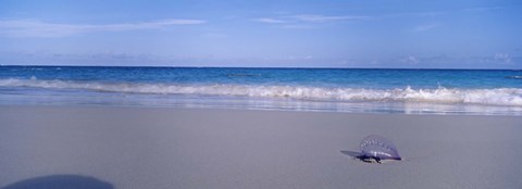 Framed Portuguese Man-Of-War (Physalia physalis) on the beach, Bermuda Print
