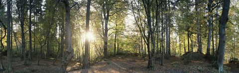 Framed Trees in a forest, Black Forest, Freiburg im Breisgau, Baden-Wurttemberg, Germany Print