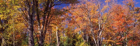 Framed Trees in autumn, Vermont, USA Print