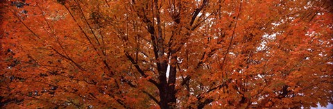 Framed Maple tree in autumn, Vermont, USA Print