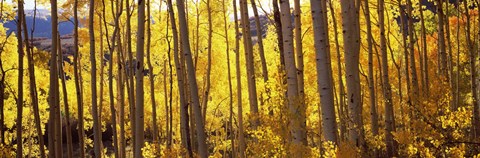 Framed Aspen tree trunks and foliage in autumn, Colorado, USA Print