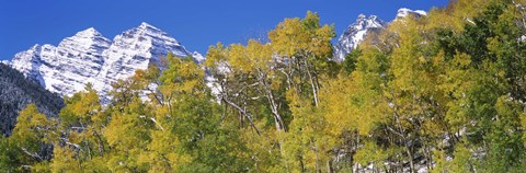 Framed Forest with snowcapped mountains in the background, Maroon Bells, Aspen, Pitkin County, Colorado, USA Print