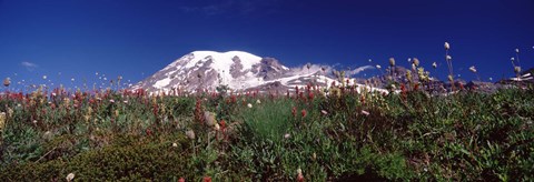 Framed Wildflowers on mountains, Mt Rainier, Pierce County, Washington State, USA Print