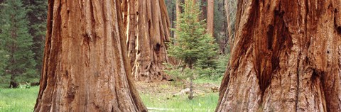 Framed Sapling among full grown Sequoias, Sequoia National Park, California, USA Print