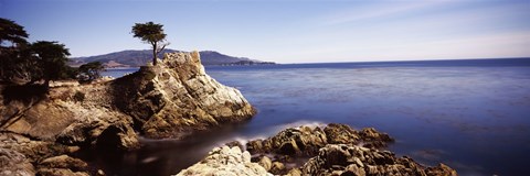 Framed Cypress tree at the coast, The Lone Cypress, 17 mile Drive, Carmel, California Print