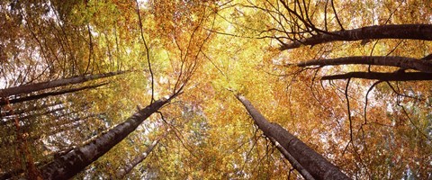 Framed Low angle view of trees with yellow foliage, Bavaria, Germany Print