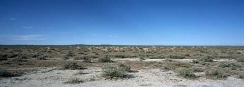 Framed Herd of springboks (Antidorcas marsupialis) grazing in a landscape, Etosha National Park, Kunene Region, Namibia Print