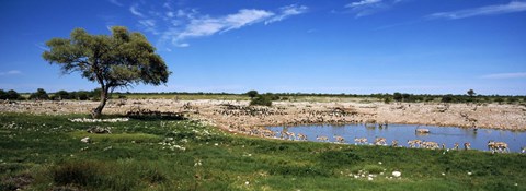 Framed Wild animals at a waterhole, Okaukuejo, Etosha National Park, Kunene Region, Namibia Print