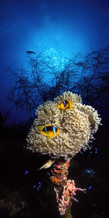 Framed Sea anemone and Allard&#39;s anemonefish (Amphiprion allardi) in the ocean Print