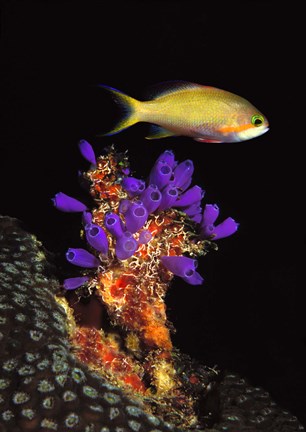 Framed Bluebell tunicate (Clavelina puertosecensis) and Anthias Fish (Pseudanthias lori) in the sea Print