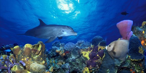 Framed Bottle-Nosed dolphin (Tursiops truncatus) and Gray angelfish (Pomacanthus arcuatus) on coral reef in the sea Print