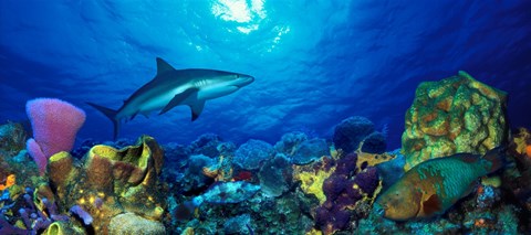 Framed Caribbean Reef shark (Carcharhinus perezi) Rainbow Parrotfish (Scarus guacamaia) in the sea Print