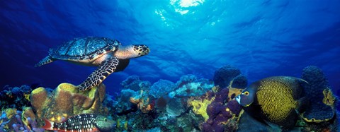 Framed Hawksbill turtle (Eretmochelys Imbricata) and French angelfish (Pomacanthus paru) with Stoplight Parrotfish (Sparisoma viride) Print