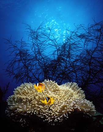 Framed Mat anemone and Allard&#39;s anemonefish (Amphiprion allardi) in the ocean Print