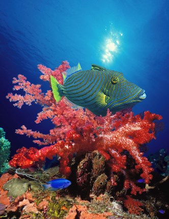 Framed Orange-Lined triggerfish (Balistapus undulatus) and soft corals in the ocean Print