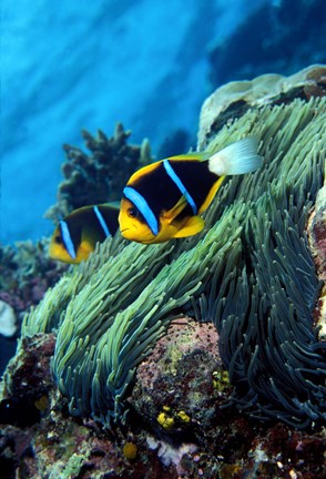 Framed Allard&#39;s anemonefish (Amphiprion allardi) in the ocean Print